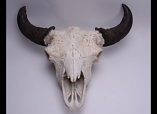 Third place, bison